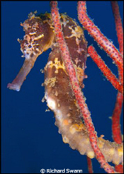 Seahorse was moving around a bit but opted for soft light... by Richard Swann 